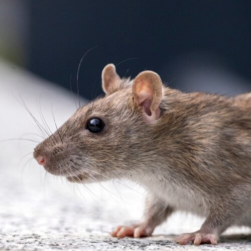 Close-up of a Rat