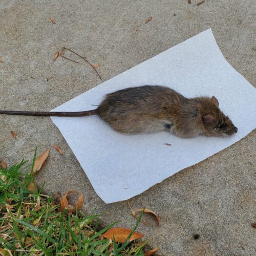 Dead Rat on Napkin