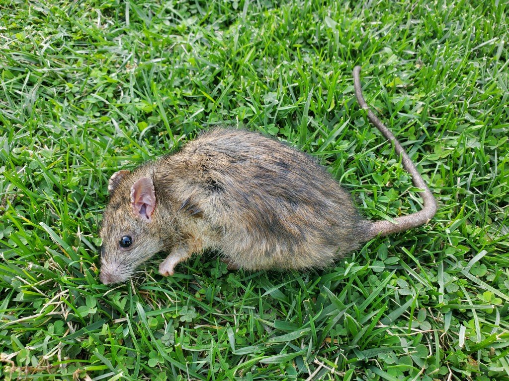 a rat in the grass